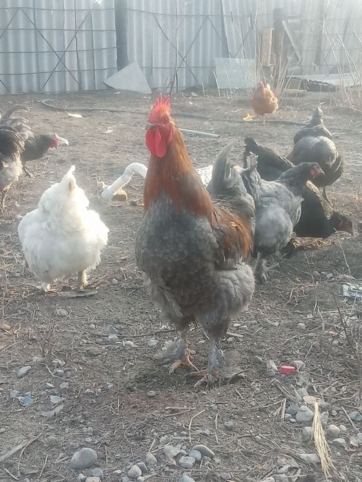 Петухи годовалые