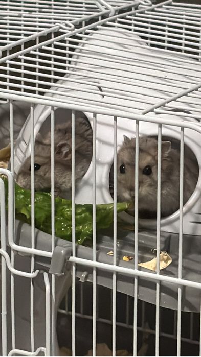 Продам хомяков с клеткой