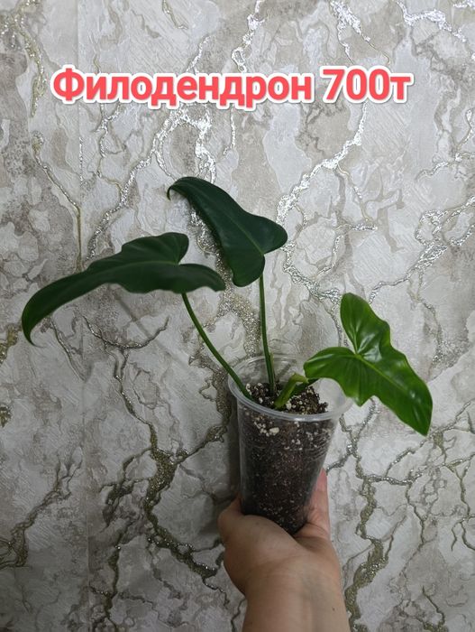 Комнатные растения кжби