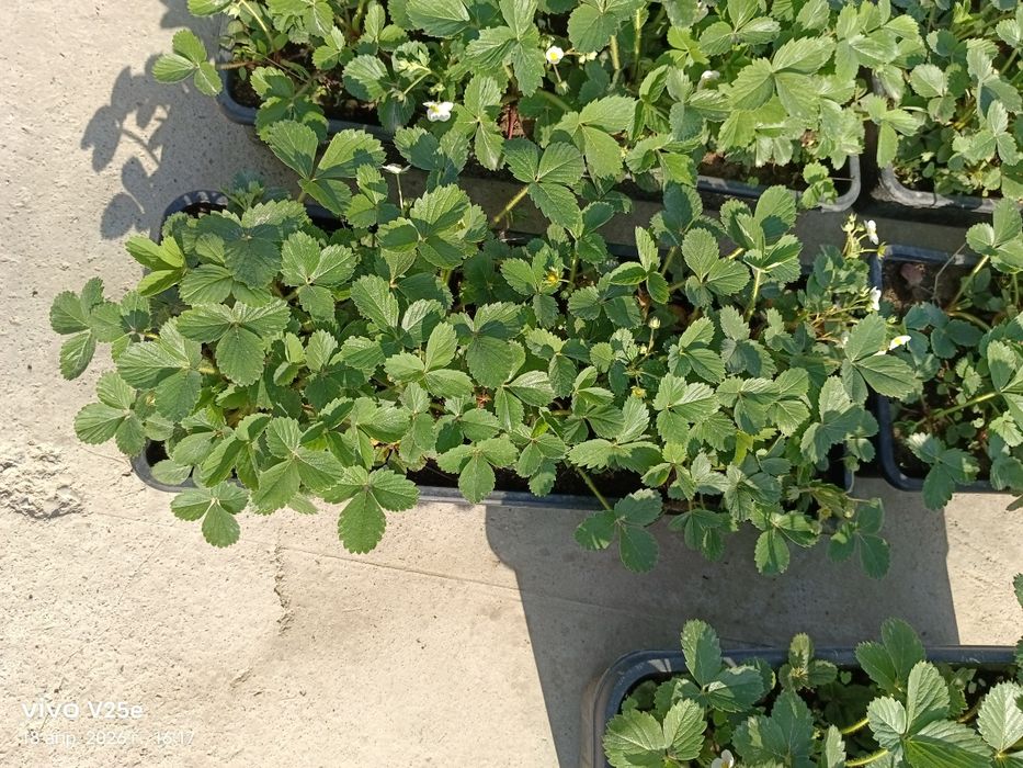 Клубника рассада