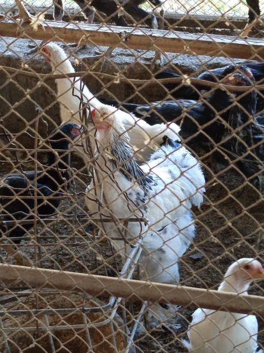 Куланги ва Брама