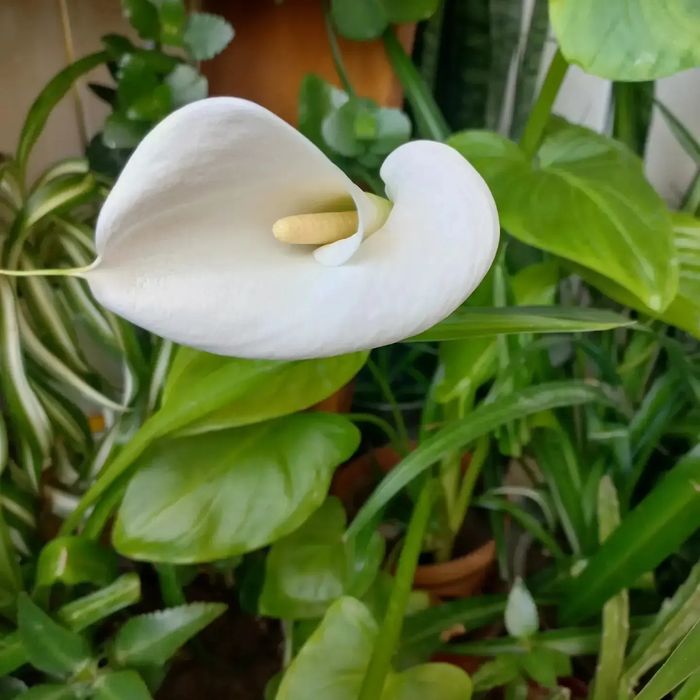 Продам комнатные цветы