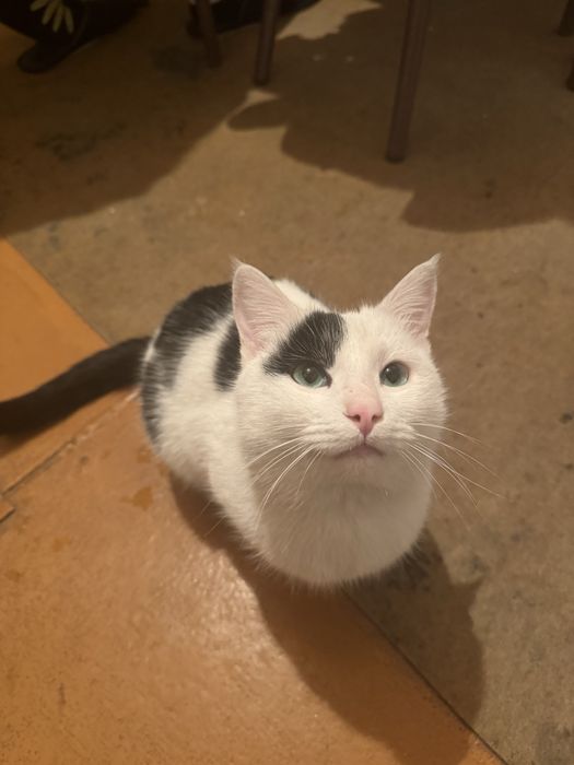 Erkak mushuk yaxshi qaridigan odamlaga beriladi Toshkent v