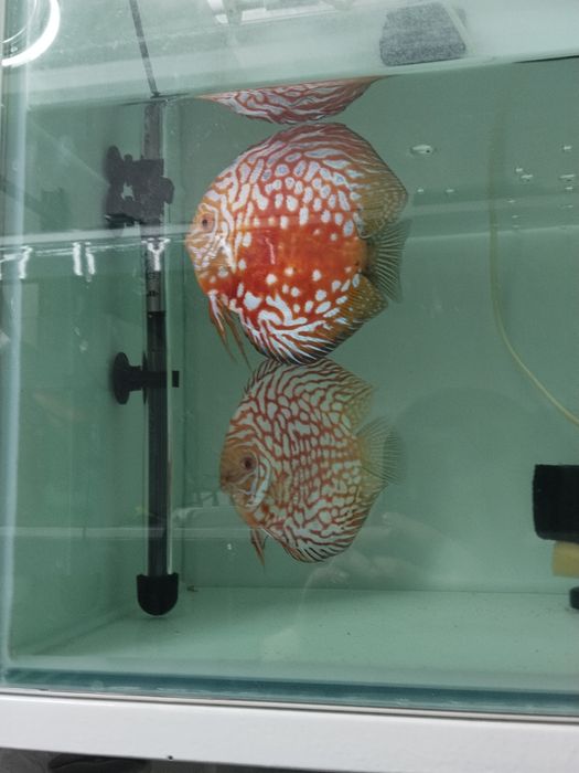 Дискус рабочий пара привазной