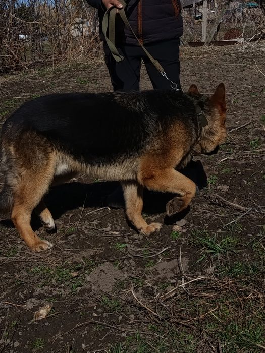 Очен хорошая собака