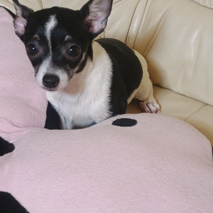 Fetiță 5 Luni Chihuahua /Ciuaua Toy