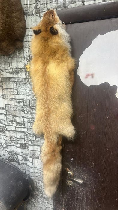 Қасқыр,аю,түлкі терісі