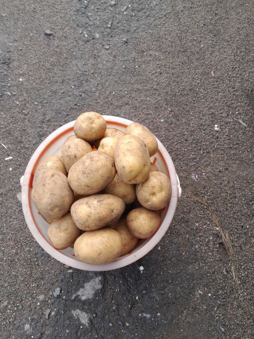 Продам дачный картофель