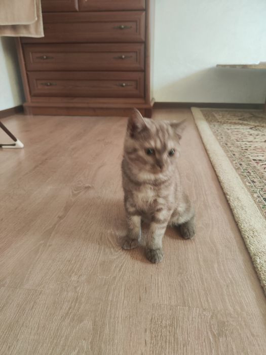 Шотландский котенок, мальчик