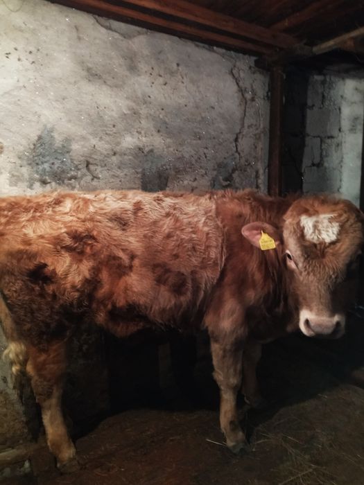 Продам бычков с откорма !