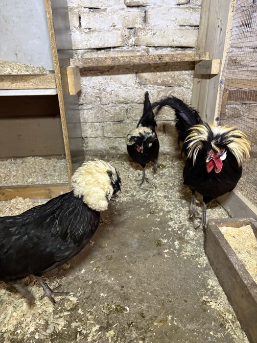 Vand oua de chabo si motata olandeza, cochichina pitic