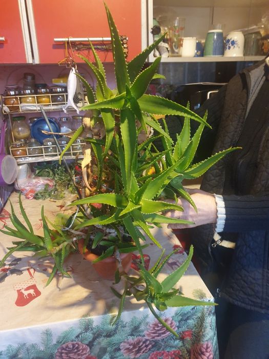 Vând aloe Vera doar trebuie schimbat ghiveciului ca este prea mic