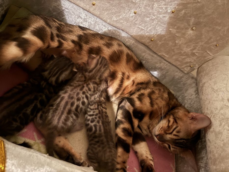 Продам котят резерв бенгал