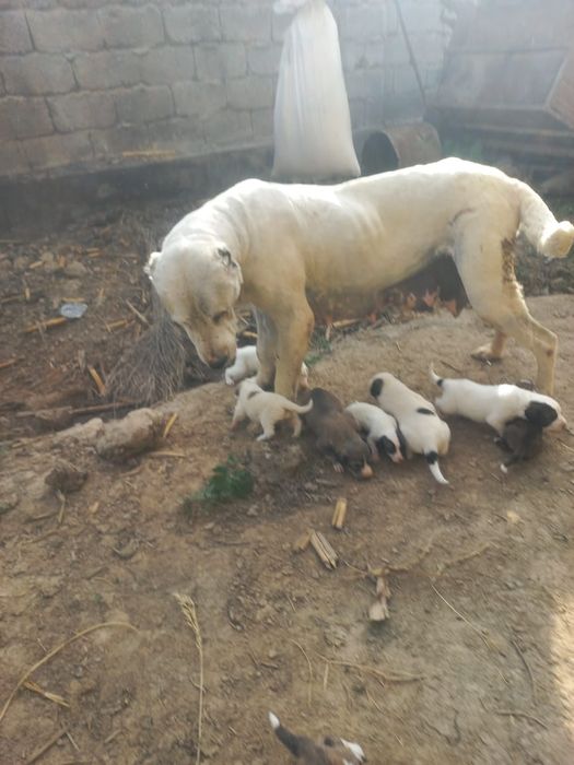 Үлкен ит сатылады күшіктерімен