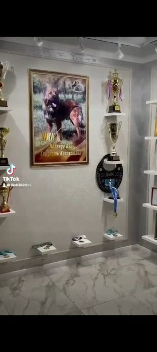 Легендарные щенки 3 кратного Чемпиона