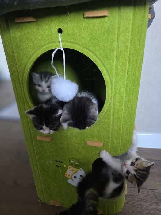 Британские котята