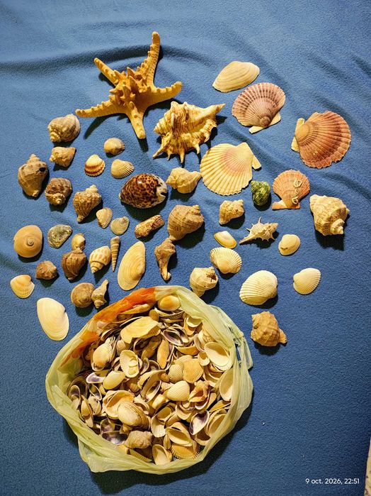 Scoici melci rapane stea mare ghioc