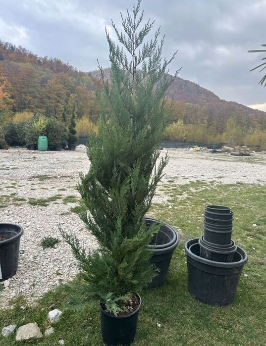 Leilandi chiparos ideal pentru gard viu