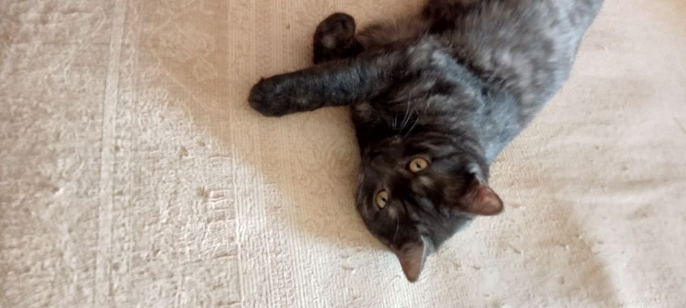 Продам кота по кличке Симба.