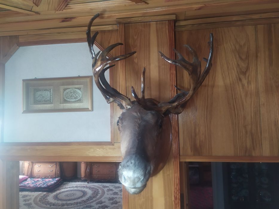 Чучело Олена натуралний