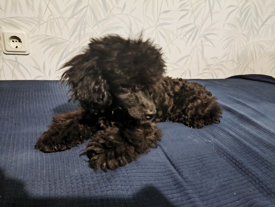 Той/ мини пудел toy/mini poodle