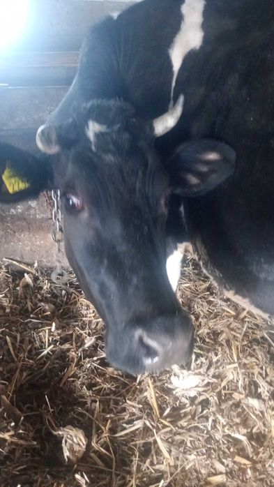 Vând doua vaci bune de lapte