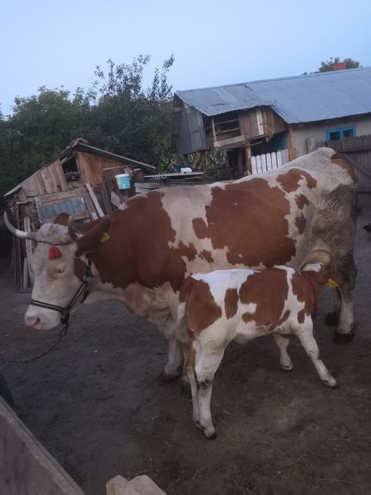 Vacă bălțată recent fatata