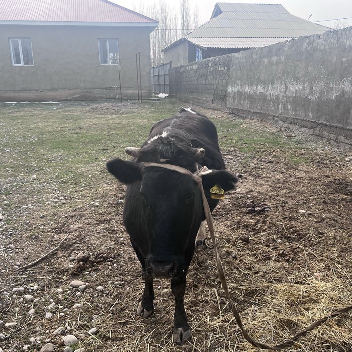 Буаз сиыр сатылады