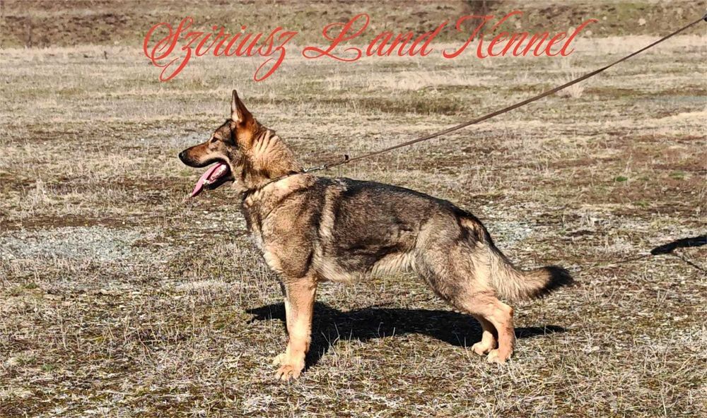 Ciobanesc German linie de lucru de la Canisa Autorizata