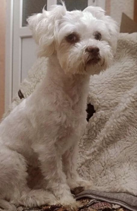 Donez Bichon 1 an 5 luni