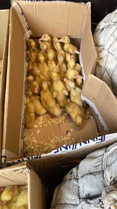 утки-гусь порода муларды