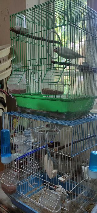 Рисовые Амадины.