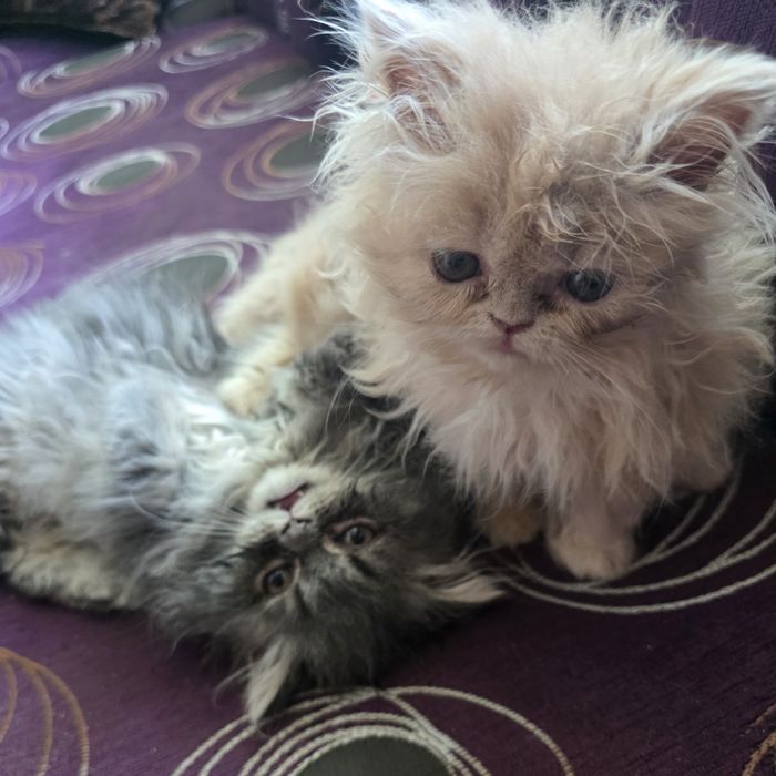 Персийски котенца.Едно момченце,и двемомиченца.