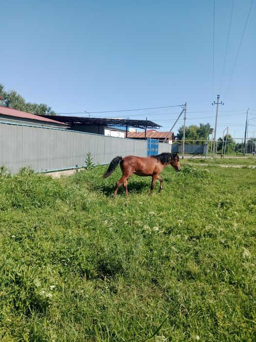 Продам кабылку 1 годдовалую