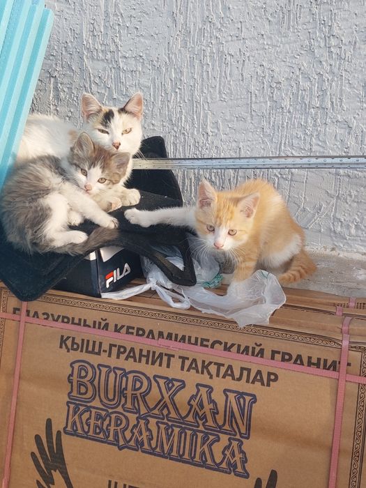 Отдам котят в хорошие руки