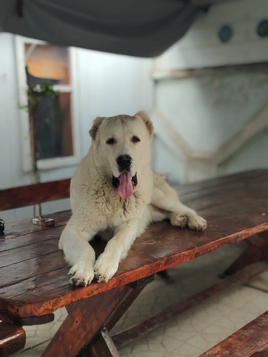 Продам Алабая мальчик