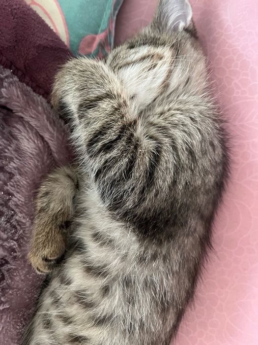 Мысык аты Мурка .Үл мысық