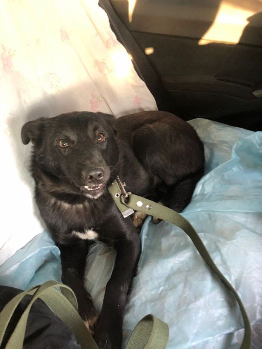 Розыск - Пропал пёс Блэк