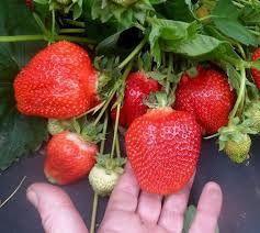 Предлагам Целогодишен расад ягуде и малини