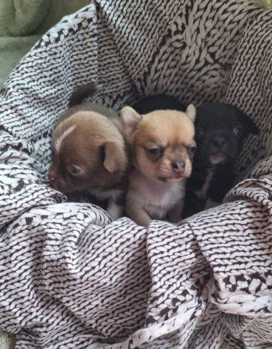 Предлагаю кобеля Чихуахуа вязка