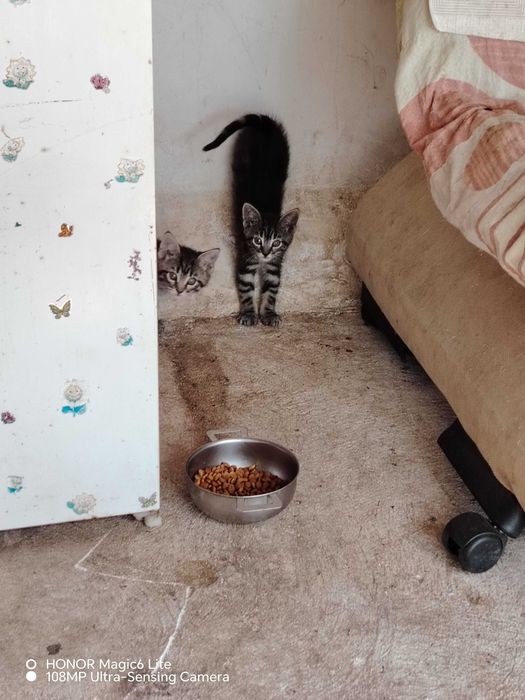 Котенца едно, и двумесечна, много симпатични