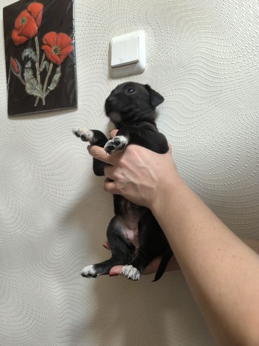 Отдам щенков бесплатно