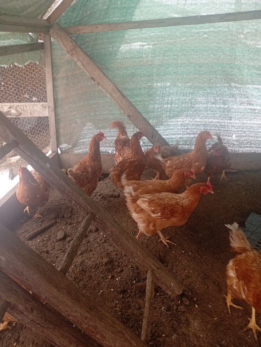 De vânzare găini roșii