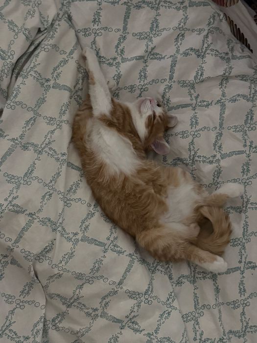 Отдам котика в хорошие руки
