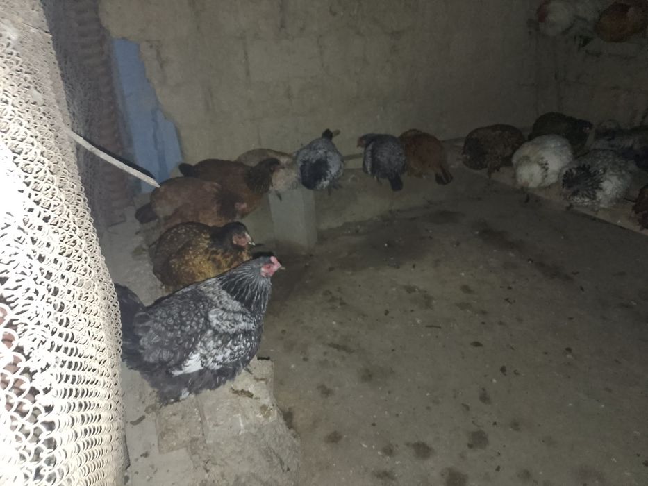 Куры брама  молодые