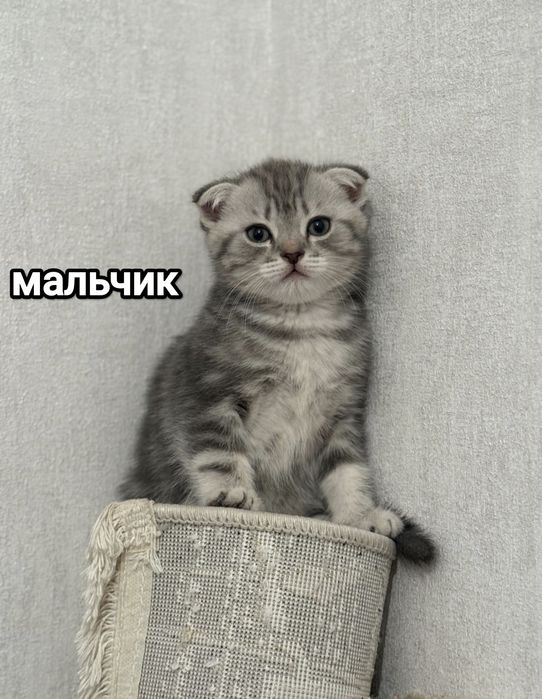 Британские котята