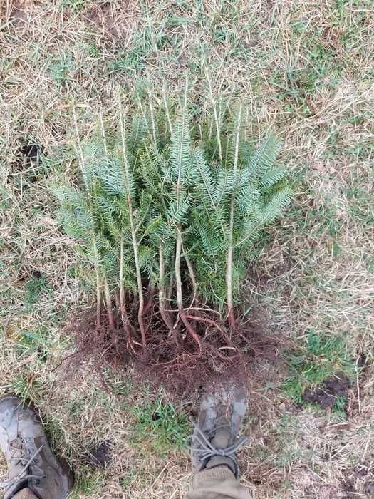 Pachete puieti 500buc. Brad balsamea infiintare Plantatie Pomi Craciun