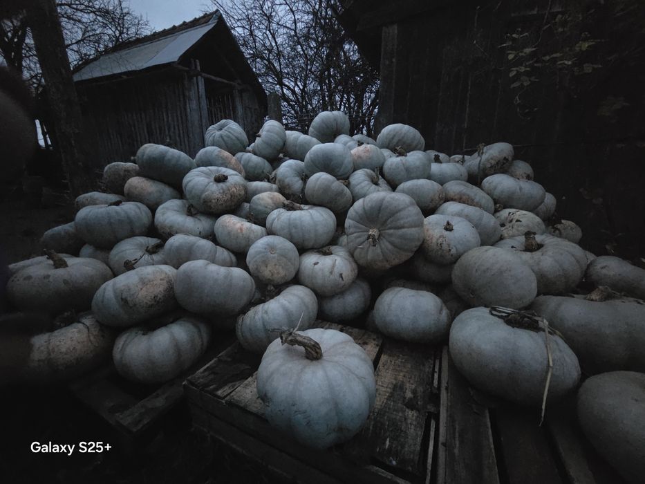Vând dovleac pentru copt