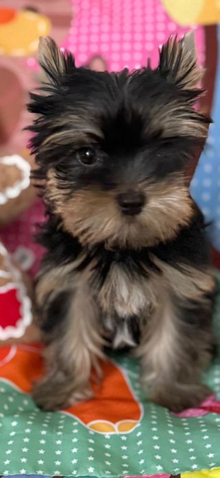 pui Yorkshire Terrier
