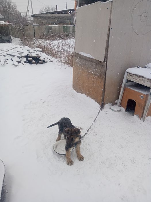 Овчарка щенок ургашы